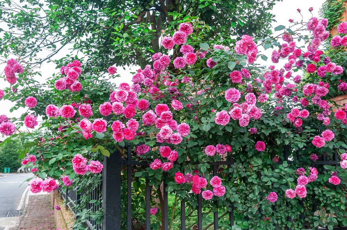 复花能力超好的6种藤本月季,三季绽放,妥妥的"开花机器"