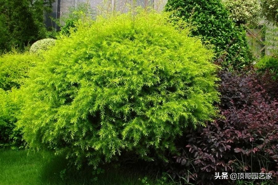 紫叶李简介（盘点15种适合庭院的彩叶植物）