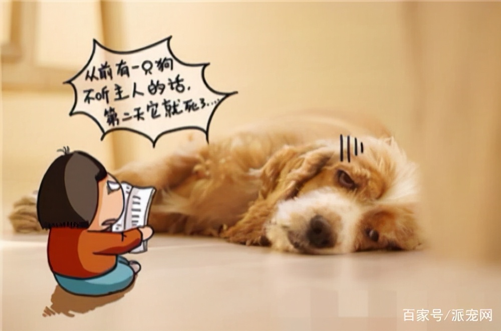 宠物狗的一生，也有想对人类说的话，那这10句话你能记得多少呢？