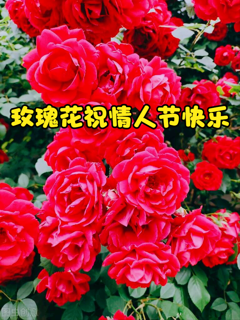 情人节祝福走进幸福的情侣,相互陪伴走过的一段段的人生旅程,虽然一路