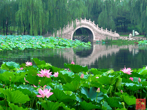 荡漾起满池的温柔~~西山这些地方已被荷花宠坏了！
