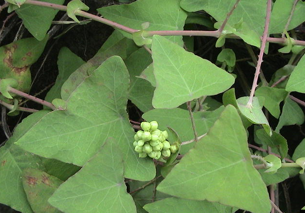 白花蛇舌草的功效与作用(3种毒蛇害怕的植物) - 行就行