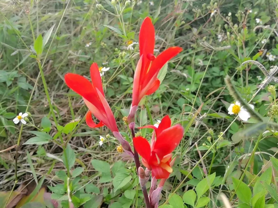 美人美花美心情！这7个花中“美人”娇艳欲滴，国色天香