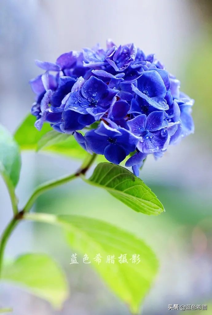 5月初夏 跟着花开的脚步 记录着一花一世界 天天看点