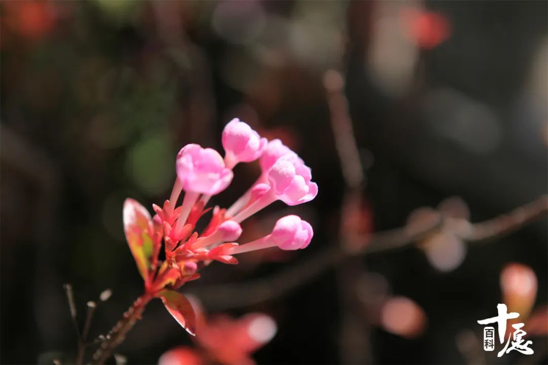 法云赏花小感：愿如花儿一般从容平淡