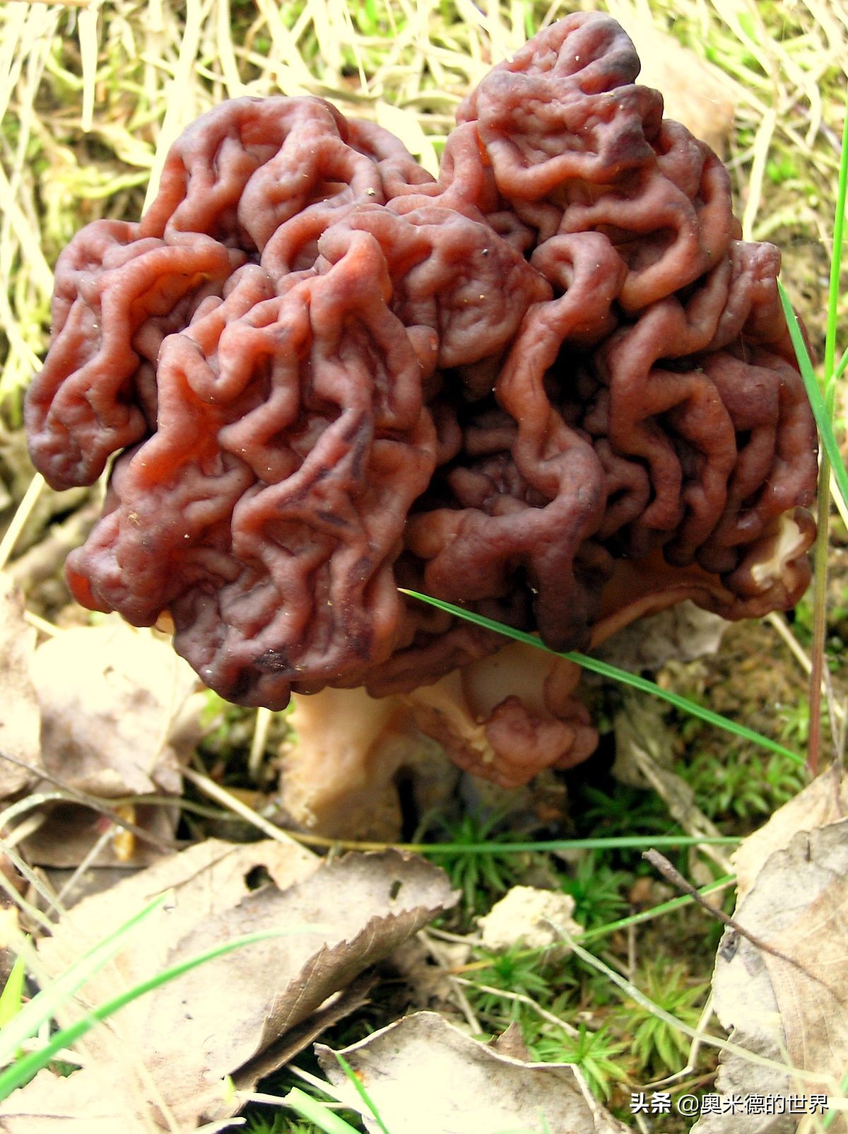 全世界最毒的十种蘑菇，中国最毒的蘑菇致命白毒伞上榜