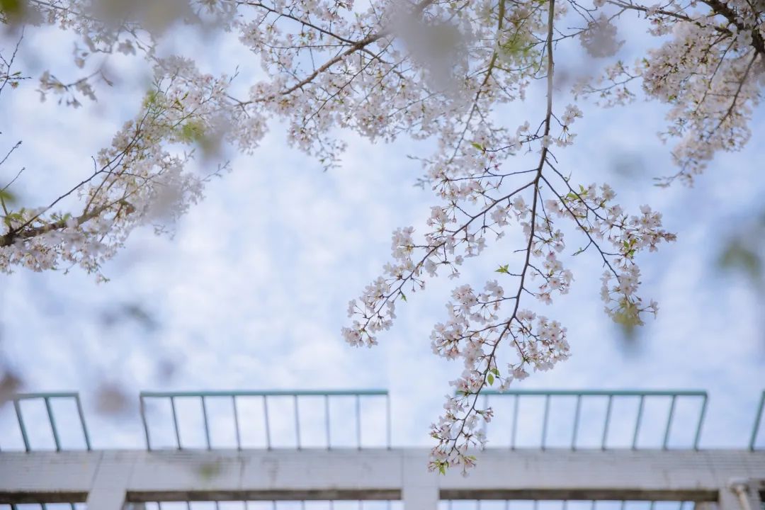 浙大樱雨，许你浪漫春光！每一张都可以做壁纸