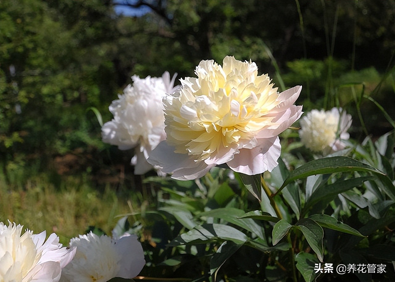 芍药是牡丹吗怎么辨别（详细解读牡丹和芍药的五大区别）