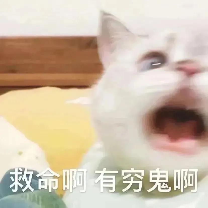 搞对象用的可爱猫咪表情包 谁又会在乎我的感受呢