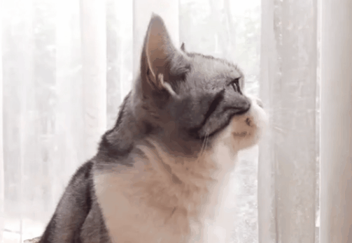貓咪這10種喵叫聲，你知道有什麼含義嗎？