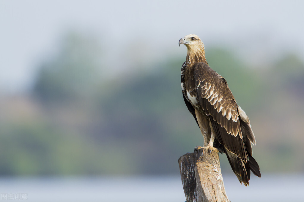 加拿大的国宝(知识科普全球60个国家的国宝动物)