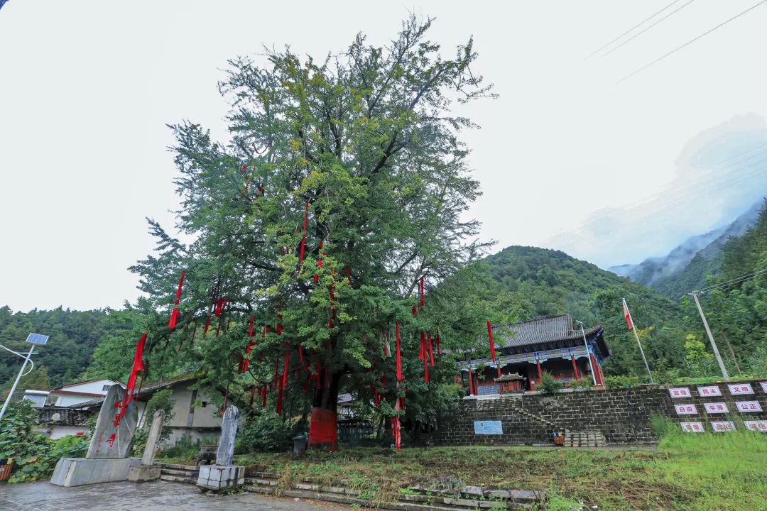 春游踏青別跟風(fēng)，快來漢中這里一站式體驗“春之旅”！