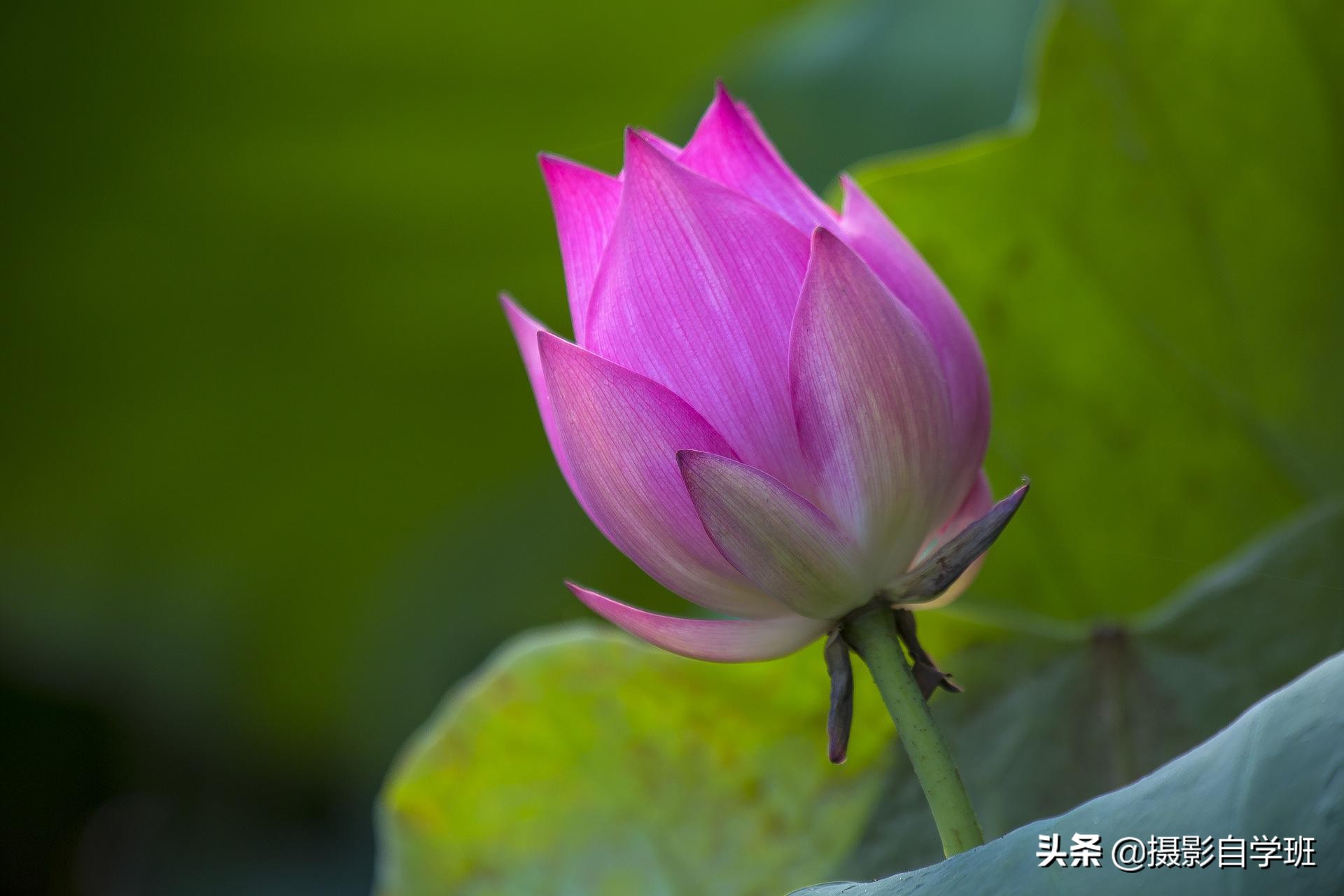 荷花摄影10个构图技巧，拍荷花用对构图，事半功倍