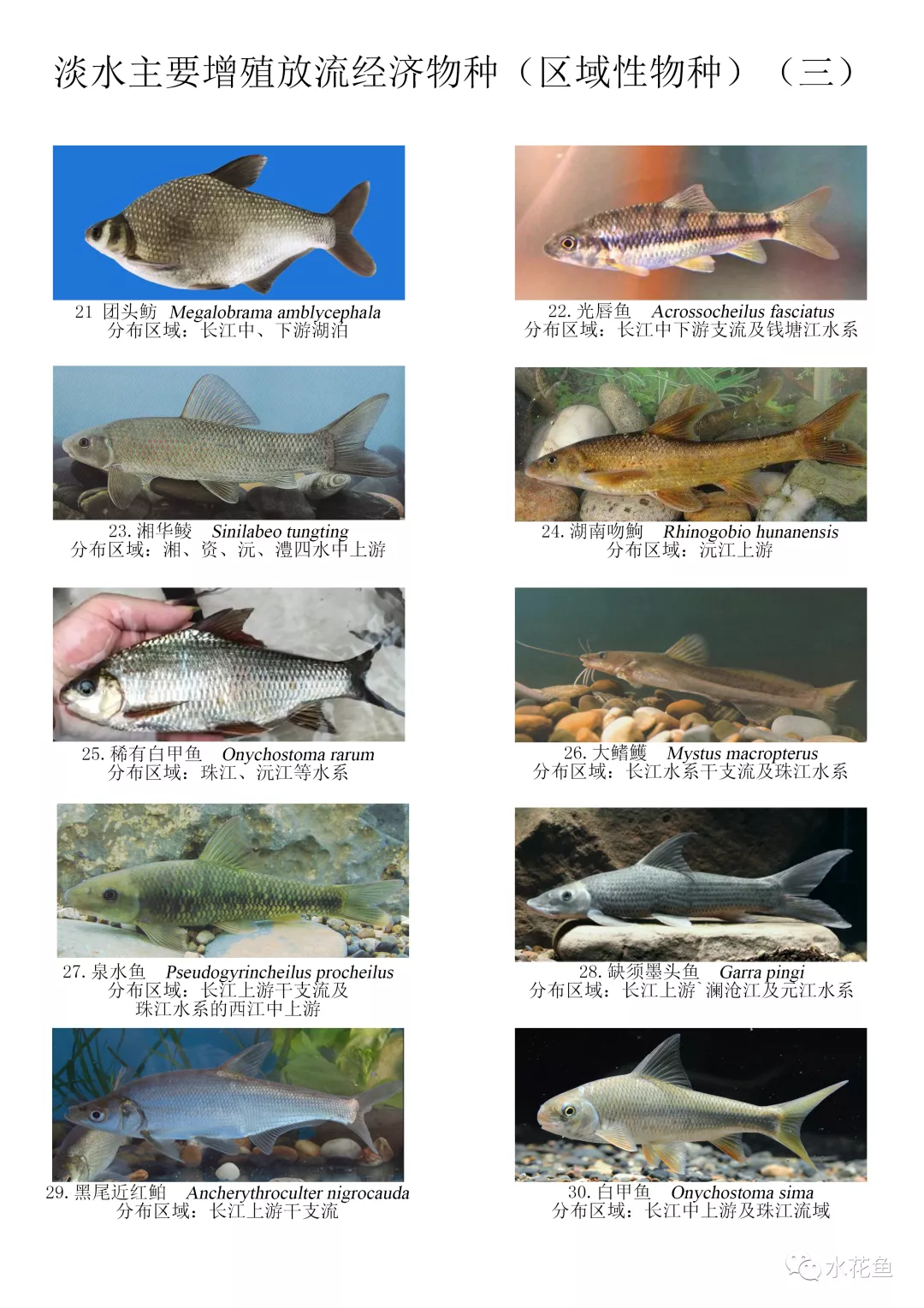 图鉴：我国增殖放流允许的主要淡水鱼类——区域性经济物种120种