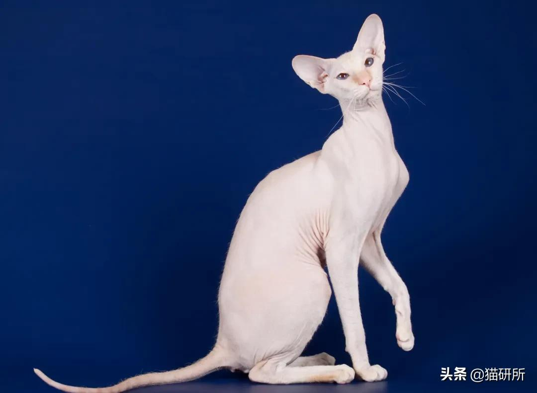 猫咪这么可爱!居然要制裁TA