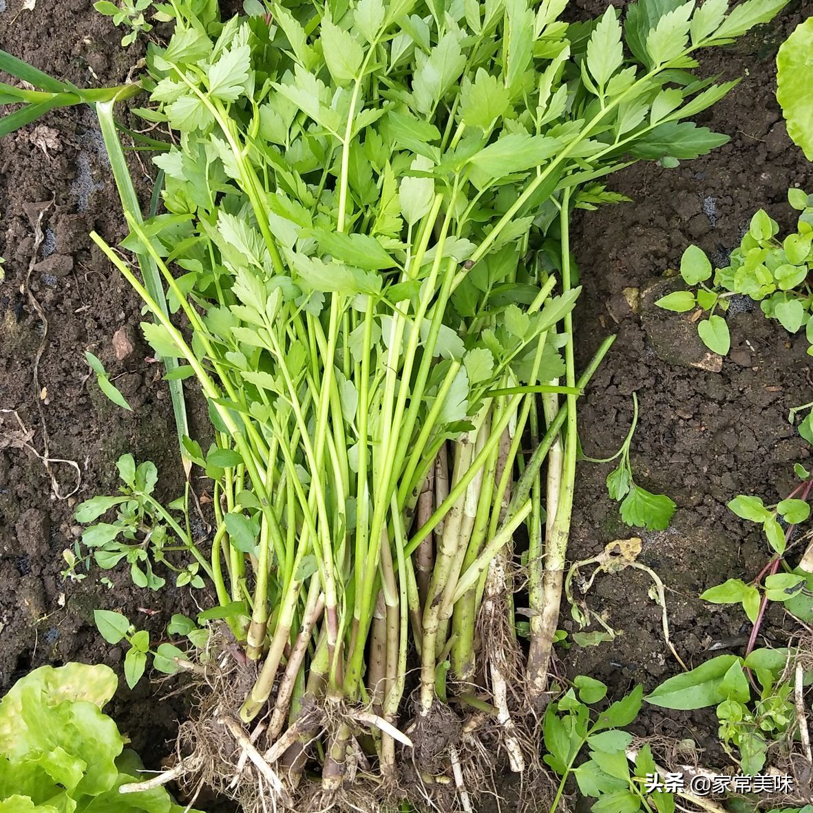农村餐桌最常见的10种野菜，你吃过几种？见到它们你敢说都认识？