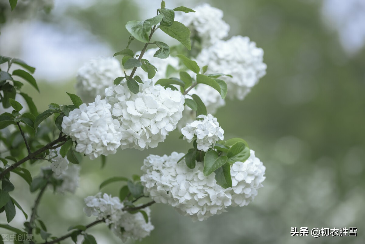 晚春绣球花诗词六首：疑是琼瑶初琢就，一团香雪滚春风