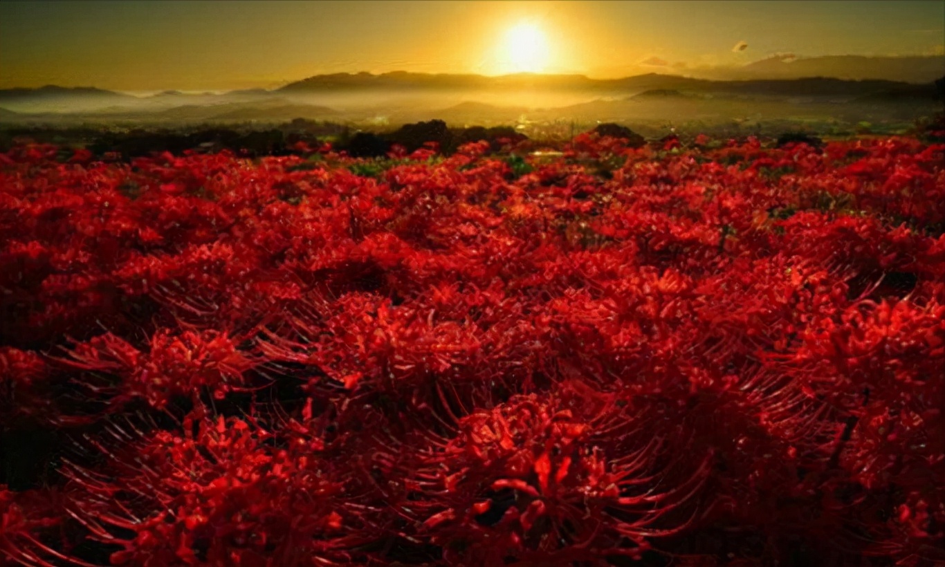 彼岸,对面是永远的忘川,前世牵绊的花开,似血的梦幻,开始不可企及地