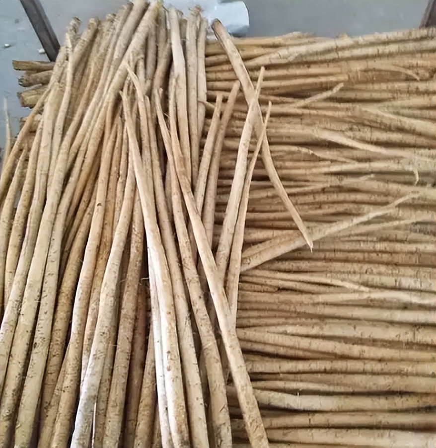 根茎像极了山药的牛蒡