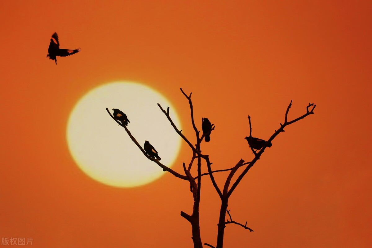 60张唯美惊艳夕阳图片。夕阳无限好，只为近黄昏