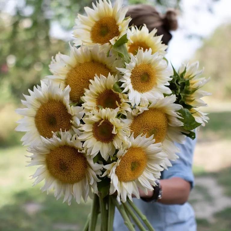 花朵美图｜温柔甜美的初吻、大丽花、耧斗菜花朵合集160张