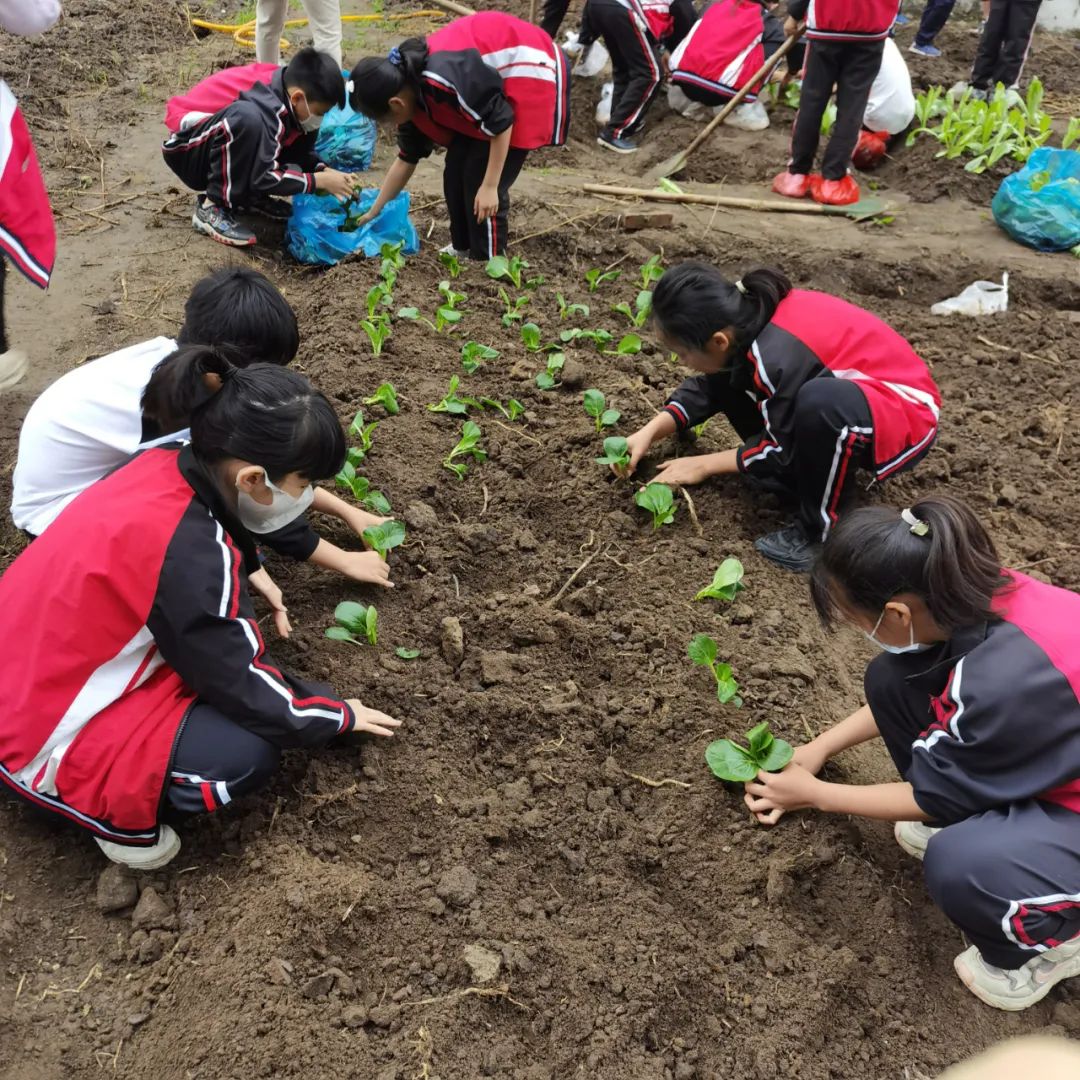 劳动励心志，实践促成长！看，市新世纪学校学生在“开心农场”种了啥？