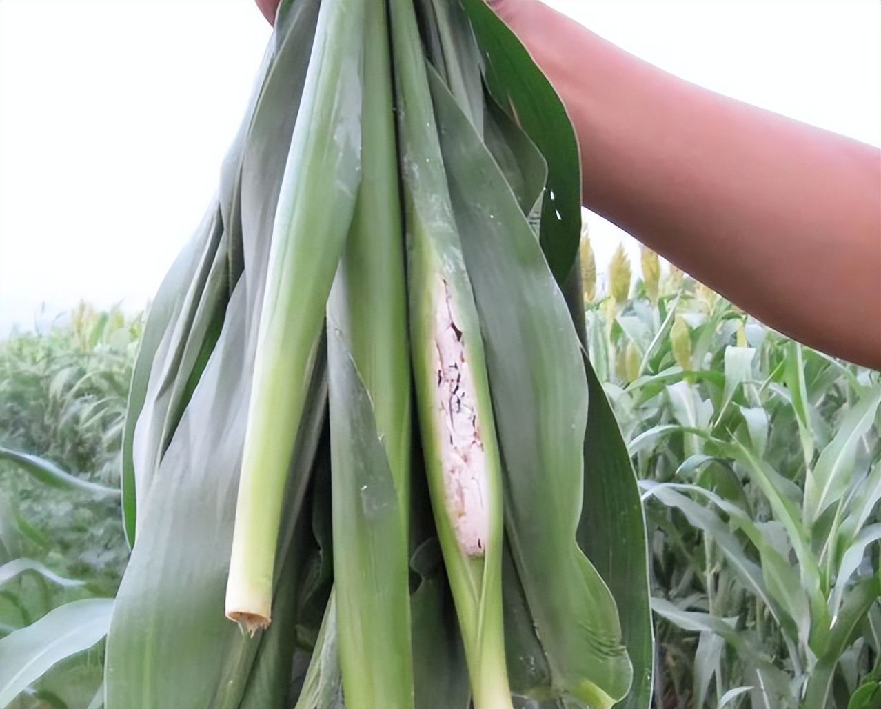 它叫乌米,寄生在高粱上的霉菌,有幸遇到别扔掉,味道鲜美价值高
