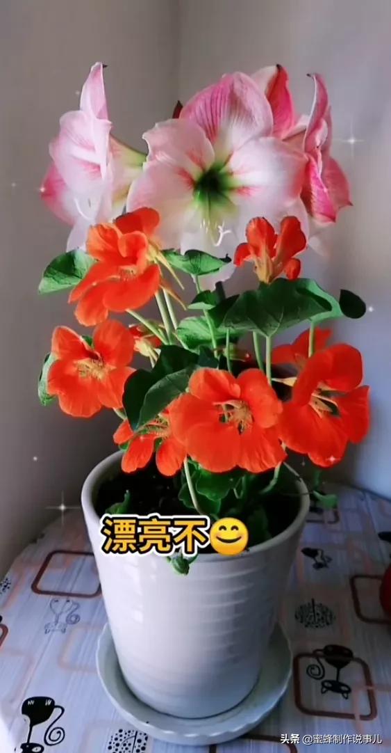 与花草为伴，与静心为伍