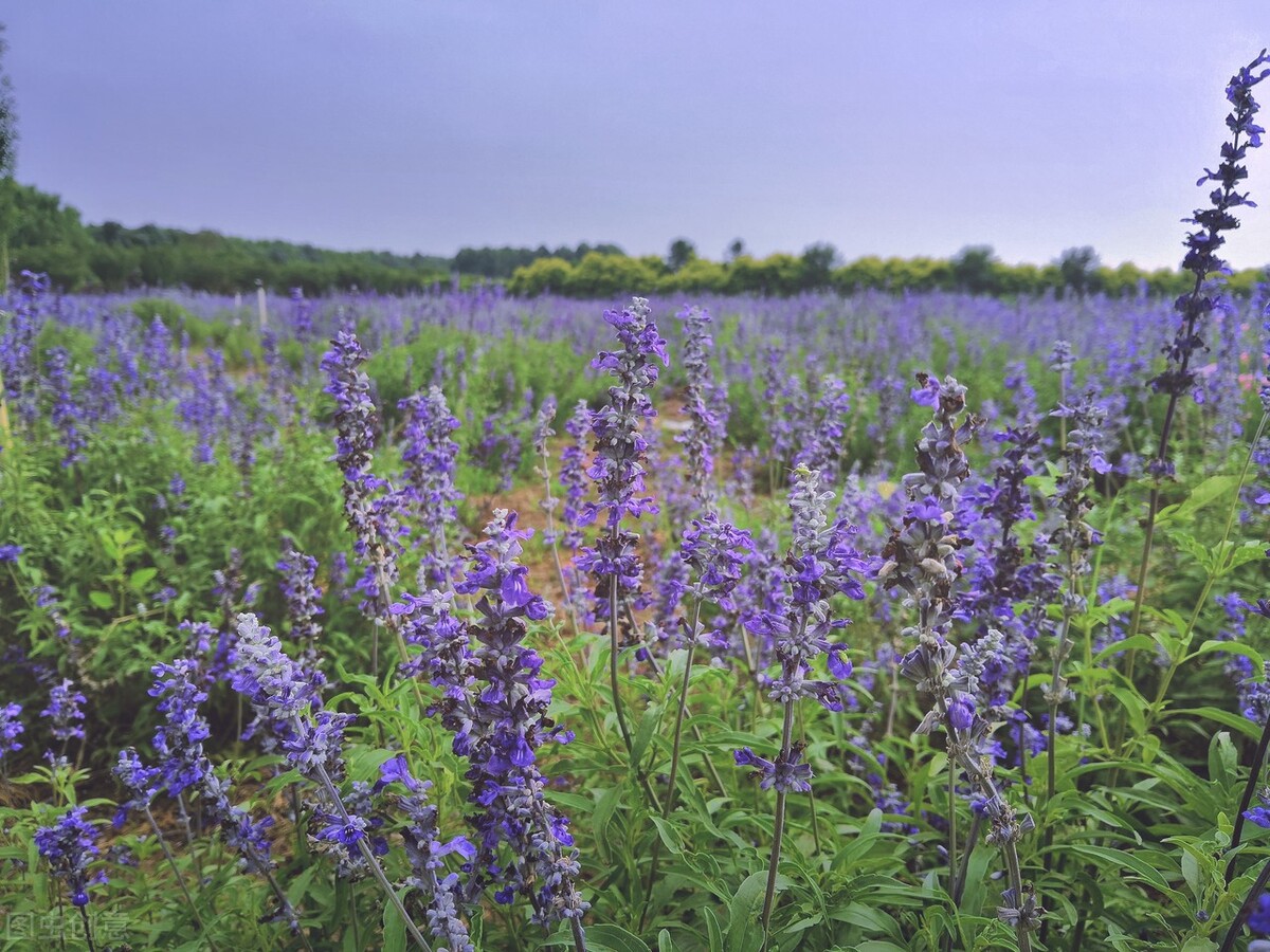 花开花落，念君依然，水阔山遥，深情不变，写给挚爱一生的你