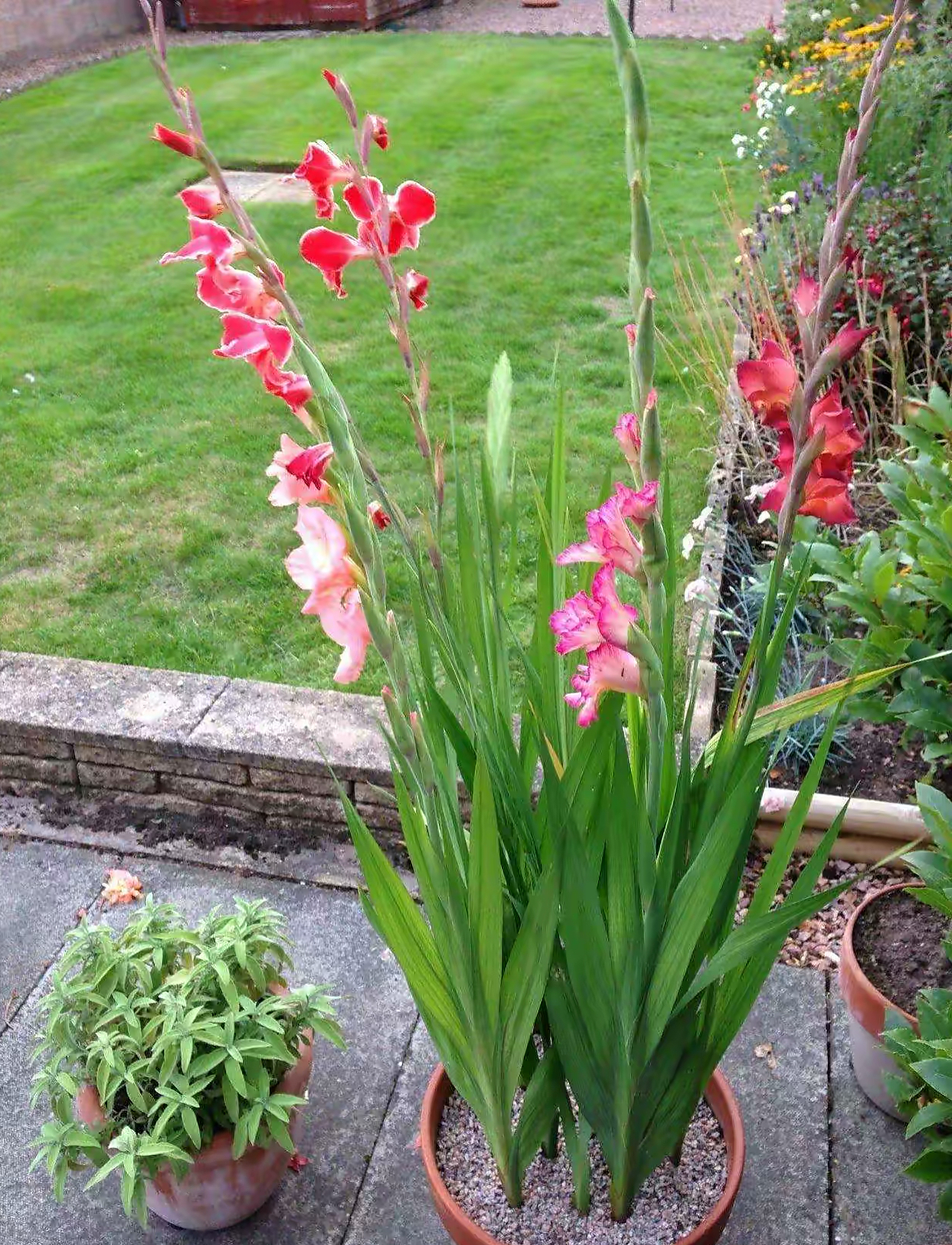 剑兰花怎么养,家里养剑兰吉利吗