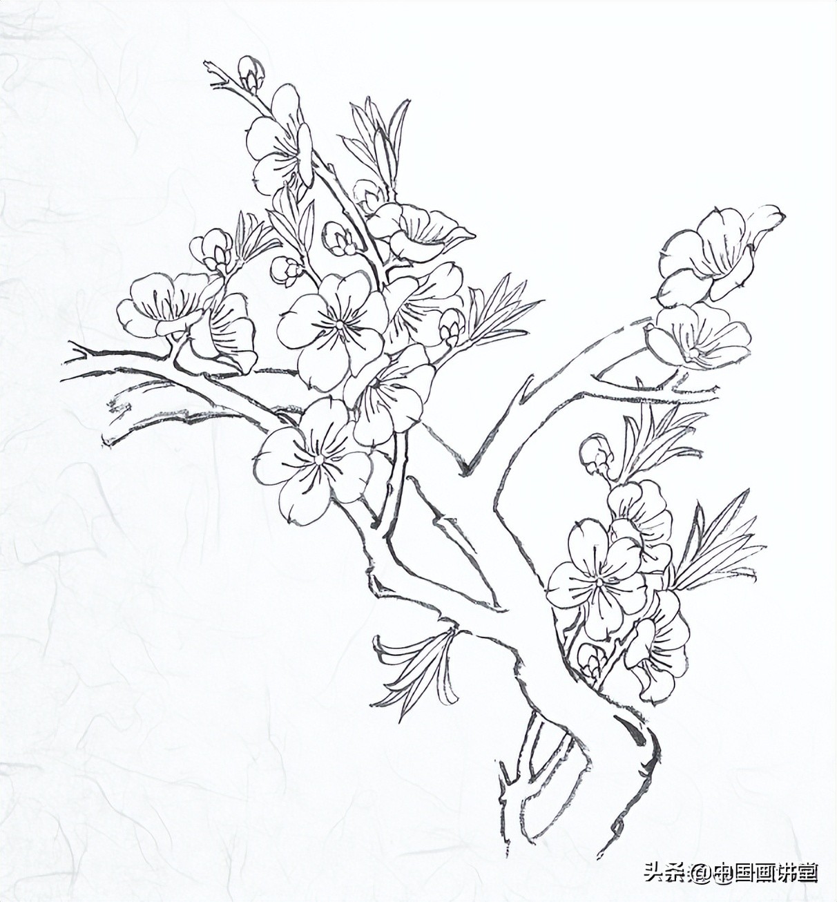 桃花简笔画简单又好看白描玉兰花与桃花画法步骤