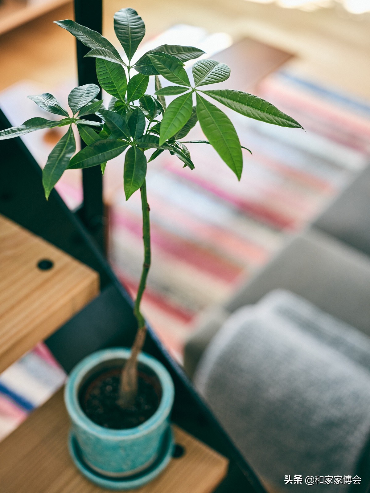 绿色植物助力“邻里关系”| 美式风格的老房翻新装修