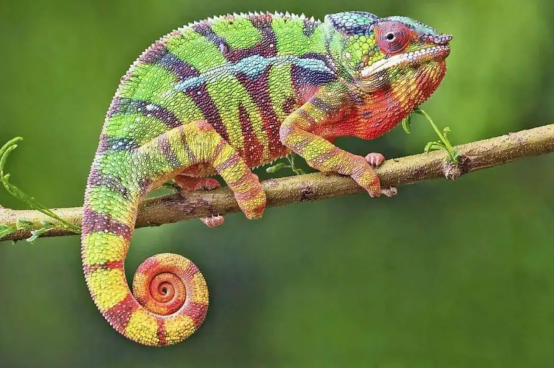 黑马程序员 | 互联网公司的组织结构与产品经理岗位职责