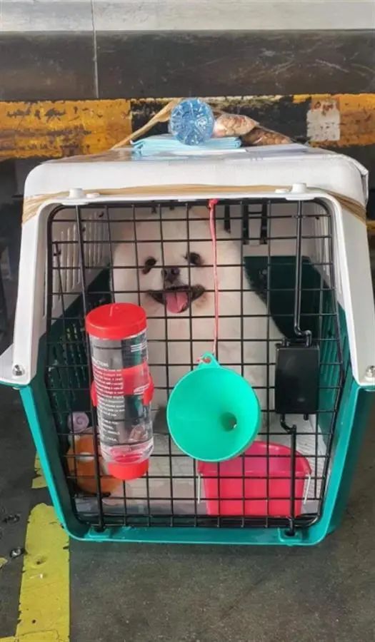 又一起!爱犬托运后死亡,知名女星愤怒发声!航空公司回应