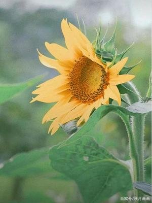 传说故事：更无柳絮因风起，惟有葵花向日倾——向日葵