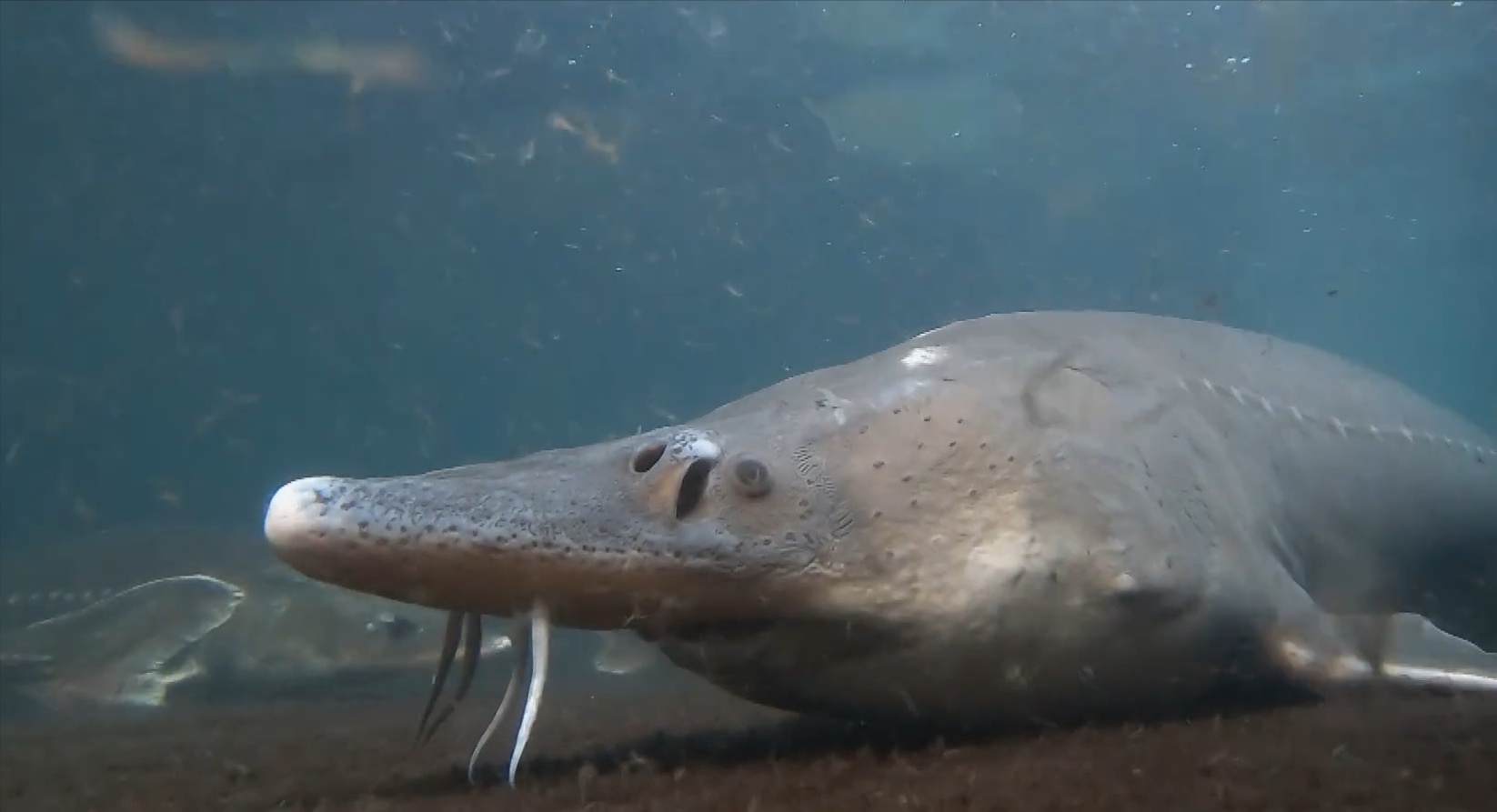 黑龙江渔民误捕1028斤鳇鱼，国家以22万元收购！中俄护鱼有效吗？