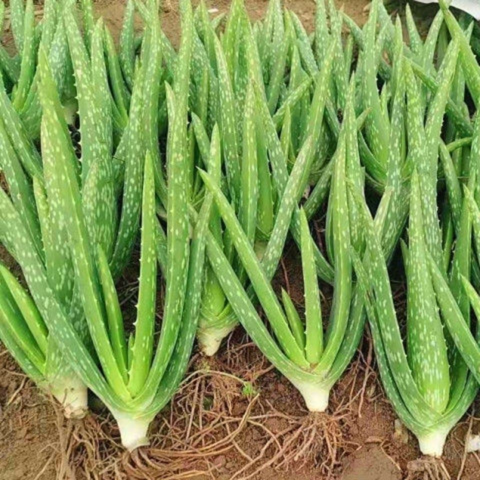 中国芦荟的功效和作用(养上一盆芦荟好看好养好处多)