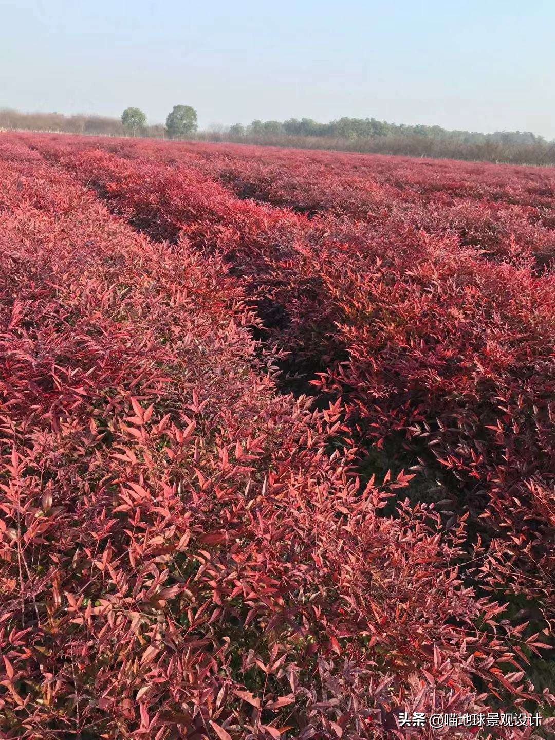 私家庭院景观设计：适合南京、合肥一带种植的常绿灌木