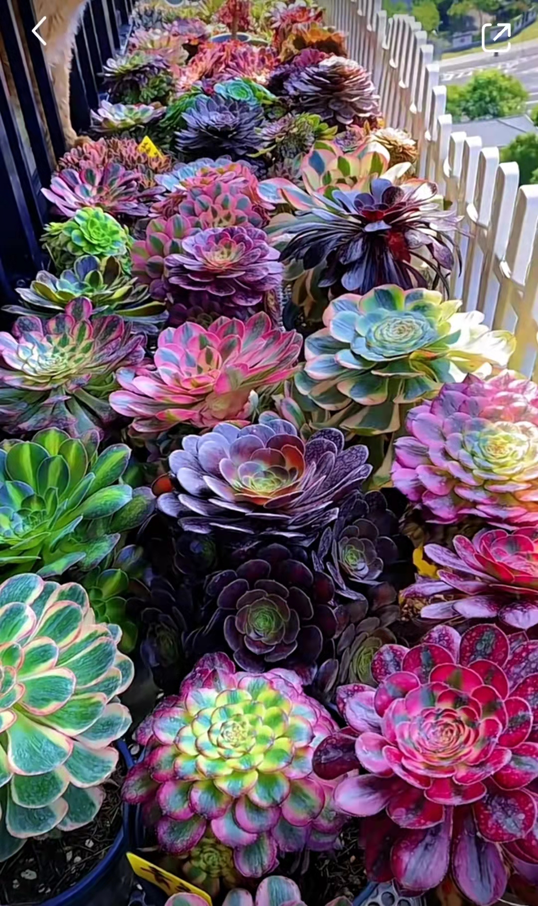 女子阳台种满100多盆法师多肉 美得像油彩画 网友 满眼皆是钱 天天看点