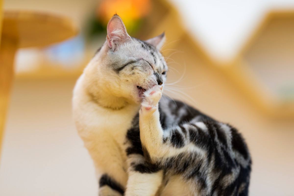 猫咪便秘的常见原因及解决方法