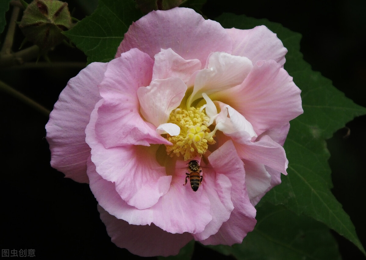 2021河北中医学院录取分数