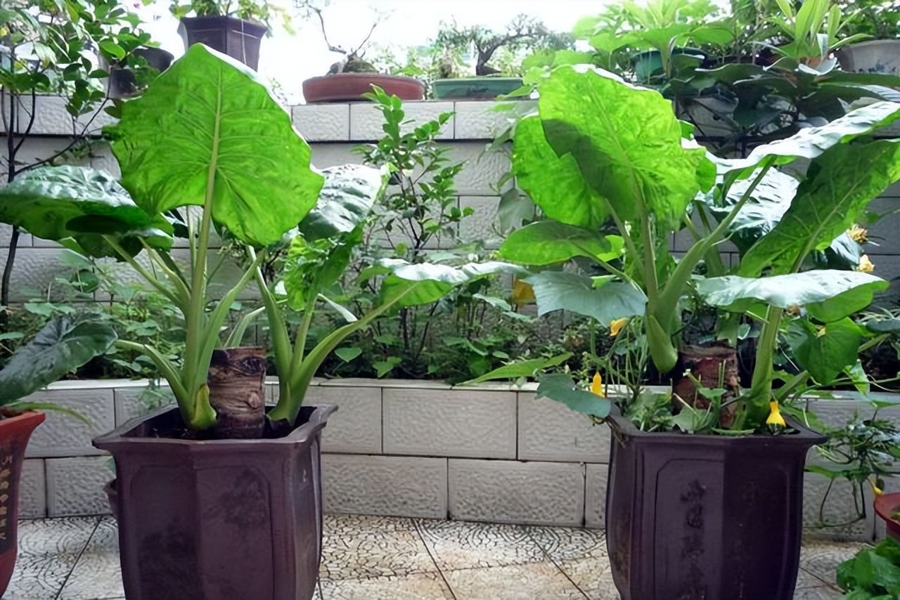 不管多愛養花，家里一定“6不養”，不是誤導，而是過來人的經驗