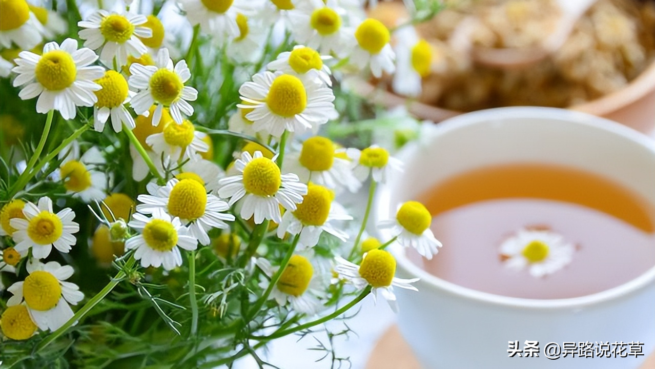 八种常见花的花语激励人心，蕴含人生哲理