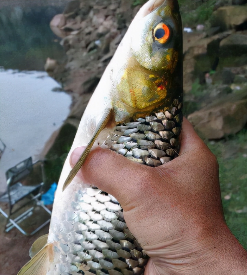 导读:钓友总叫它"蠢鱼",长得酷似草鱼,过去河里常见,如今野生难觅草鱼