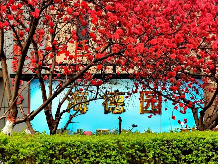 兵哥三人行：鹧鸪天.海德园觅春 摄影刘继章 诗文赵富山 书法翟凤肖