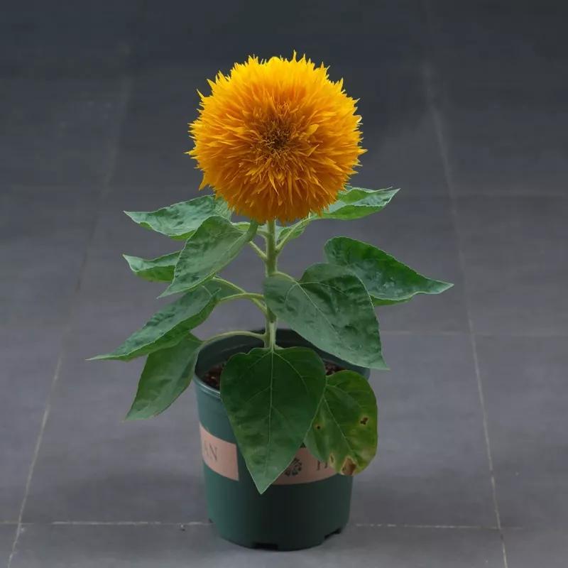花朵美图｜温柔甜美的初吻、大丽花、耧斗菜花朵合集160张