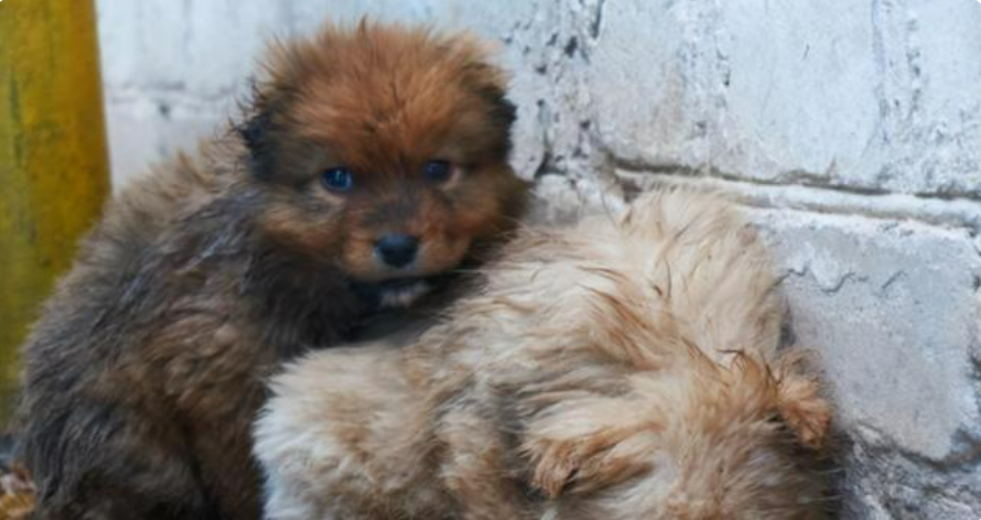 2016年，台湾女孩给700只狗安乐死后，将最后一针给了新婚的自己