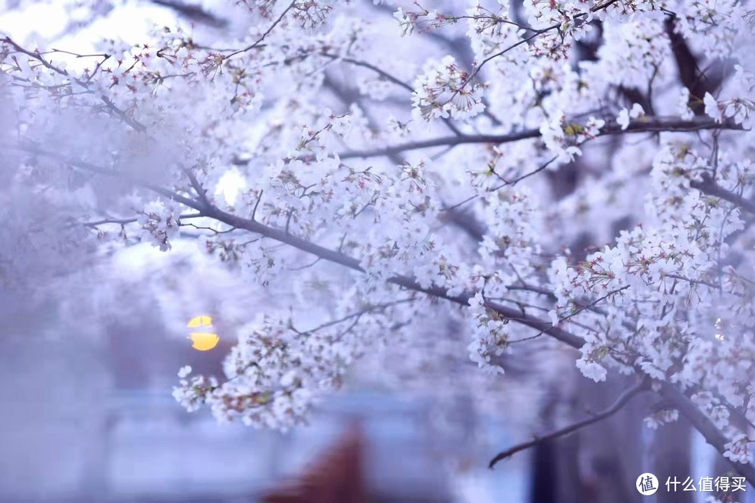 大学生戴什么牌子的表（春暖花开）