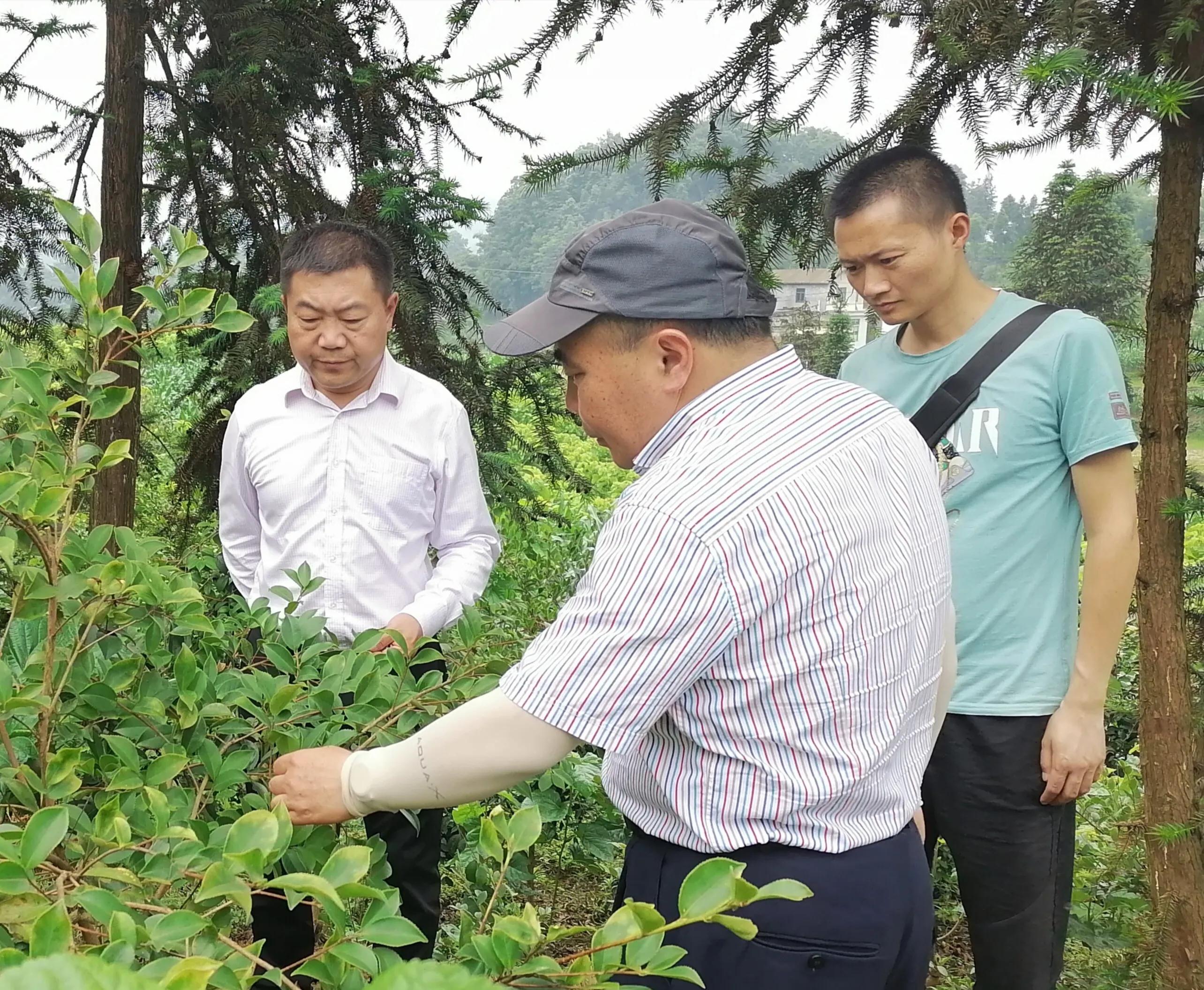 筠连县老科协助力为企业解除山油茶苗木销售瓶颈