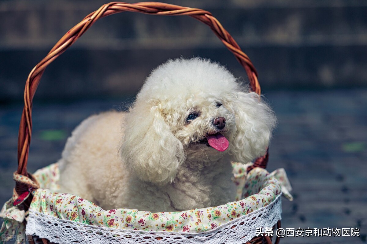 泰迪犬有哪几种颜色